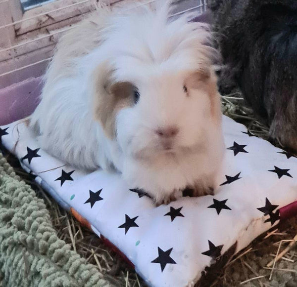 (P) Guinea Pig Bed or Small Pet Bed